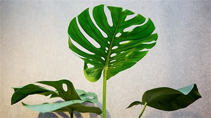 為什么在店里長得好好的植物，買回家就命都沒了？